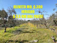 Foto Terreno Agricolo in Vendita, 1 Locale, 6300 mq, Corato
