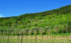 Foto Terreno Agricolo in Vendita, 1 Locale, 65300 mq, Tregnago