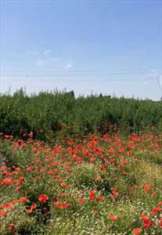 Foto Terreno Agricolo in Vendita, 1 Locale, 65839 mq, Comacchio (Vola