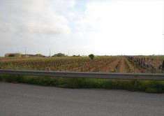 Foto Terreno Agricolo in Vendita, 1 Locale, 7200 mq, Marsala (Zona ma