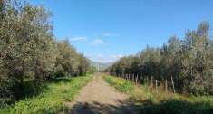 Foto Terreno agricolo in Vendita, 1 Locale, 7700 mq (CENTURIPE CARCAC