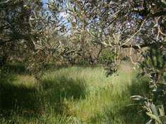 Foto Terreno Agricolo in Vendita, 1 Locale, 830 mq, Monte Compatri