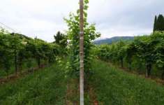 Foto Terreno Agricolo in Vendita, 1 Locale, 922 mq, Vidor
