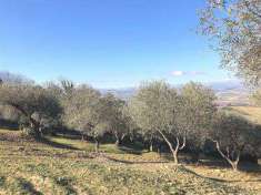 Foto Terreno Agricolo in Vendita, 1 Locale, 9640 mq, Guglionesi