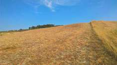 Foto Terreno agricolo in Vendita, 10000 mq (CATANZARO BARONE)