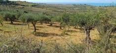 Foto Terreno agricolo in Vendita, 10500 mq (SCIACCA)