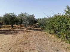 Foto Terreno agricolo in Vendita, 12000 mq (VITERBO CASSIA SUD)