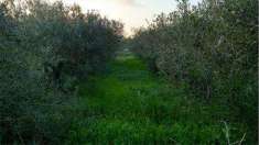 Foto Terreno Agricolo in Vendita, 1300 mq, Marsala (Periferia lato Tr