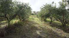 Foto Terreno agricolo in Vendita, 130000 mq (SANTA CATERINA ALBANESE)