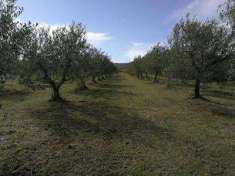 Foto Terreno agricolo in Vendita, 13500 mq (FOLLONICA)