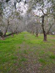 Foto Terreno agricolo in Vendita, 137 mq (COLONNELLA)