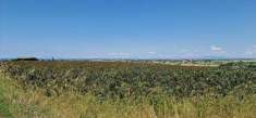 Foto Terreno agricolo in Vendita, 137000 mq (TARQUINIA)