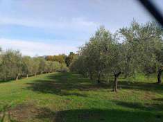 Foto Terreno agricolo in Vendita, 14800 mq (SIGNA)