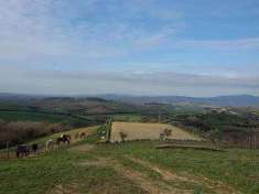 Foto Terreno agricolo in Vendita, 170 mq (ROCCALBEGNA CANA)