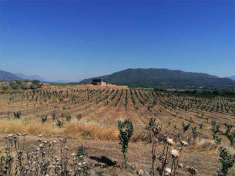 Foto Terreno Agricolo in Vendita, 2 Locali, 360000 mq, Pietramelara