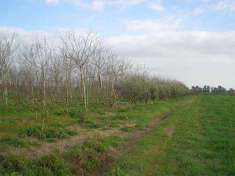 Foto Terreno Agricolo in Vendita, 20000 mq, Latina