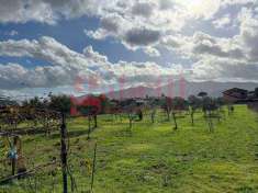 Foto Terreno Agricolo in Vendita, 2347 mq (Venafro)