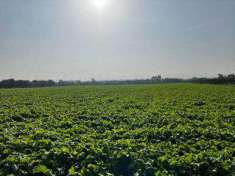 Foto Terreno Agricolo in Vendita, 27000 mq, Mondragone (Crocelle)