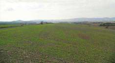 Foto Terreno agricolo in Vendita, 283000 mq (SANTA LUCE)