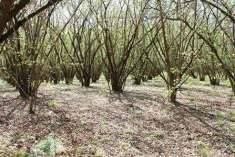 Foto Terreno agricolo in Vendita, 38000 mq (SORIANO NEL CIMINO FORNAC