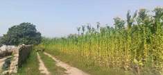 Foto Terreno agricolo in Vendita, 38600 mq (PONTECAGNANO FAIANO FAIAN