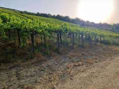 Foto Terreno agricolo in Vendita, 39294 mq (ORSOGNA VALLI COSTE DI MO