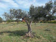 Foto Terreno Agricolo in Vendita, 4000 mq, Marsala (Periferia lato Ma