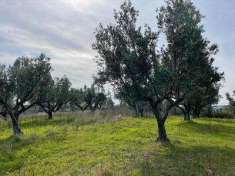 Foto Terreno agricolo in Vendita, 4000 mq (SIMERI CRICHI SIMERI MARE)