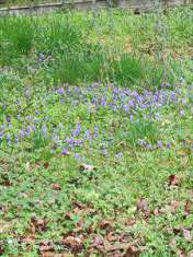 Foto Terreno agricolo in Vendita, 40000 mq (CASALEGGIO NOVARA)