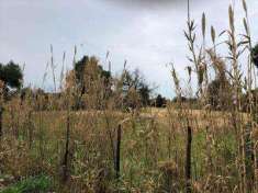 Foto Terreno Agricolo in Vendita, 4243 mq, Mondragone