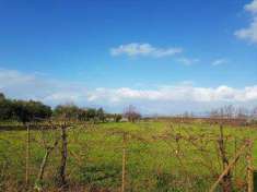 Foto Terreno agricolo in Vendita, 5000 mq (BATTIPAGLIA)