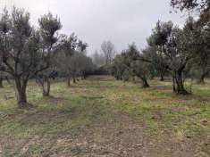 Foto Terreno agricolo in Vendita, 5000 mq (RUVIANO SAN DOMENICO)