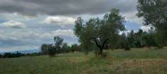 Foto Terreno agricolo in Vendita, 50000 mq (VITERBO PERIFERIA)