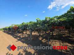 Foto Terreno Agricolo in Vendita, 6000 mq (Taranto)