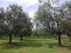 Foto Terreno agricolo in Vendita, 6800 mq (VETRALLA MAZZOCCHIO)