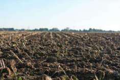 Foto Terreno agricolo in Vendita, 6822 mq (TAGLIO DI PO)