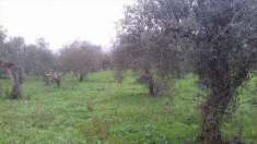 Foto Terreno agricolo in Vendita, 7000 mq (MAENZA)