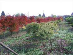 Foto Terreno Agricolo in Vendita, 7450 mq (Schiavon)
