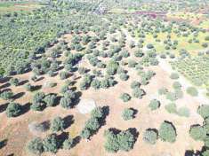 Foto Terreno agricolo in Vendita, 7983 mq (MONOPOLI)