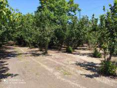 Foto Terreno agricolo in Vendita, 8000 mq (NOLA PIAZZOLLA DI NOLA)