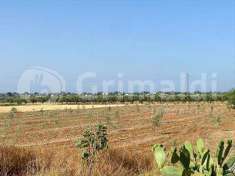 Foto Terreno Agricolo in Vendita, 9823 mq (Tuglie)