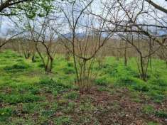 Foto Terreno agricolo in vendita a Aiello Del Sabato