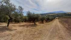 Foto Terreno agricolo in vendita a Alanno