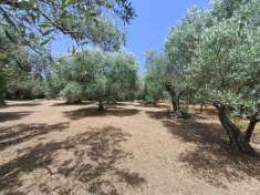 Foto Terreno agricolo in vendita a Albano Laziale