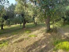 Foto Terreno agricolo in vendita a Altavilla Silentina