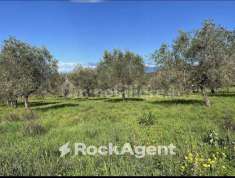 Foto Terreno agricolo in vendita a Altavilla Silentina