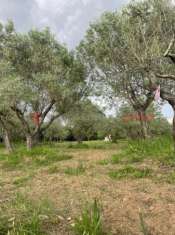 Foto Terreno agricolo in vendita a Anagni
