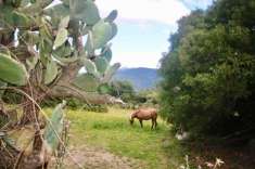 Foto Terreno agricolo in vendita a Arzachena