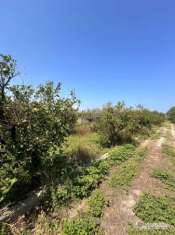 Foto Terreno agricolo in vendita a Bagheria