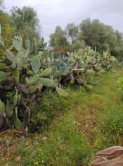 Foto Terreno agricolo in vendita a Bari